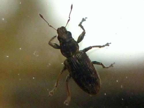Sitona sp.
